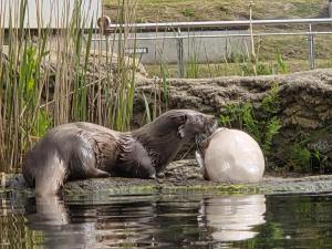 Fütterung der Fischotter mit Futter in einem Eisklumpen